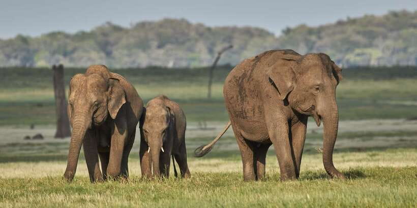 From Negombo: Minneriya National Park Safari Tour - A safari jeep among elephants and birds