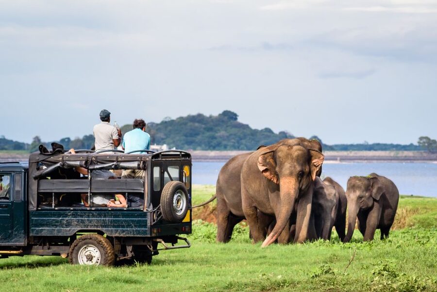 From Negombo: Minneriya National Park Safari Tour - What the $105 price really covers