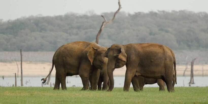 From Negombo: Minneriya National Park Safari Tour - How reliable is the timing?