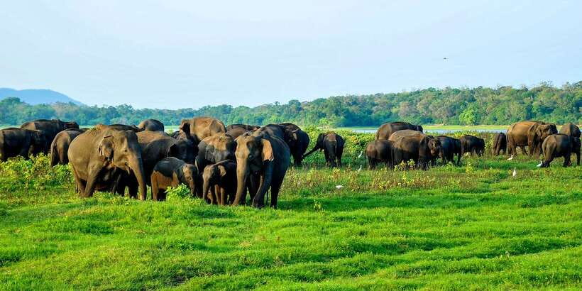 From Negombo: Minneriya National Park Safari Tour - Who will enjoy this safari most?
