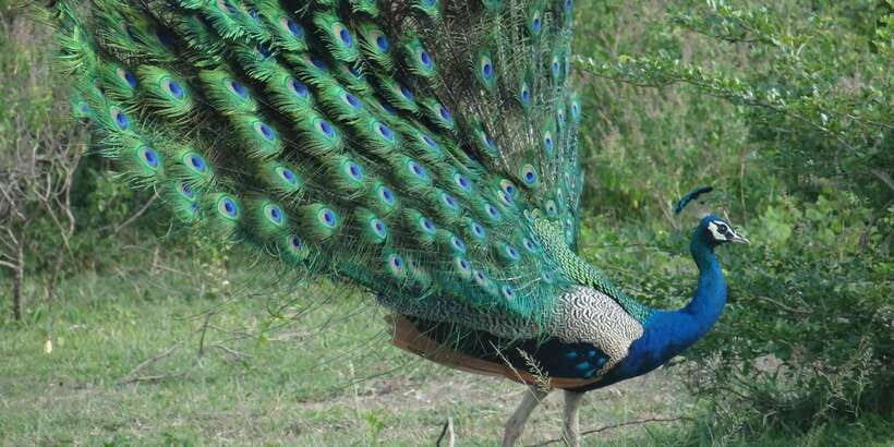 From Negombo: Minneriya National Park Safari Tour - Health rules and simple packing advice