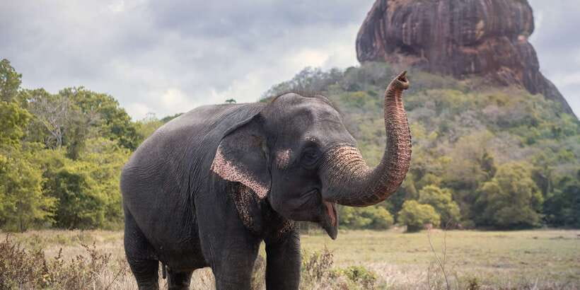 From Negombo: Sigiriya and Dambulla Day Trip and Safari - Kurunegala breakfast stop at 8:30 AM