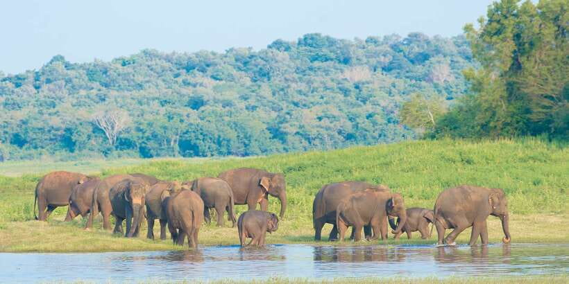 From Negombo: Wilpattu National Park Safari Guided Day Tour - Who should book this Wilpattu day trip?