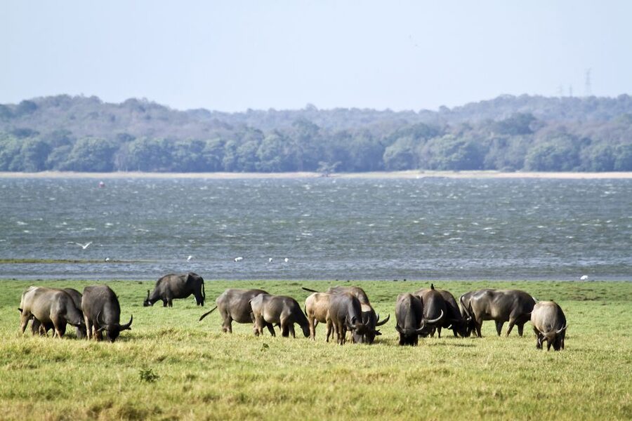 From Negombo: Wilpattu National Park Safari Guided Day Tour - What you might see, and what you might miss