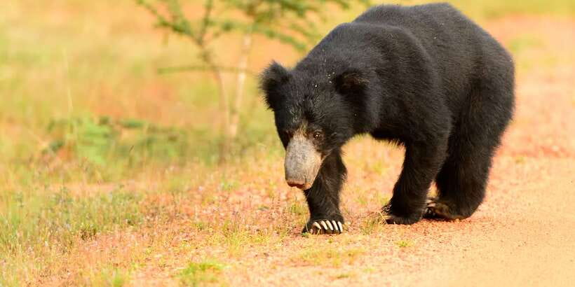 From Negombo: Wilpattu National Park Safari Guided Day Tour - The long ride home to Negombo