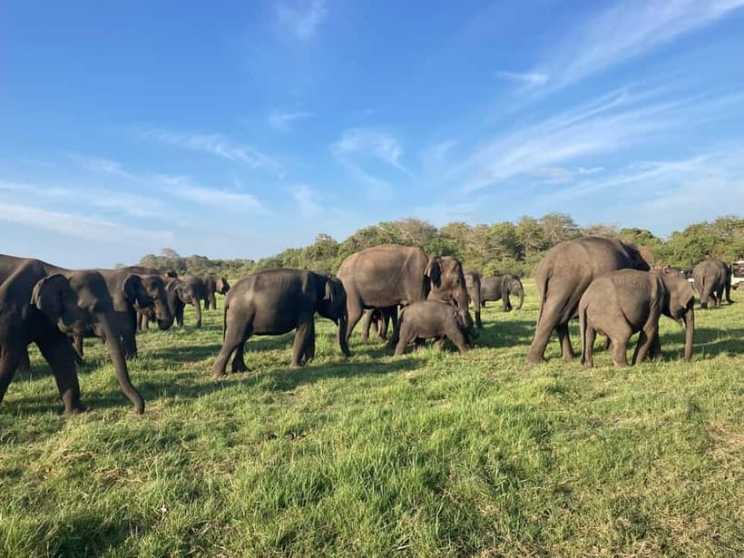 From Sigiriya: Hurulu Eco Park Elephant Jeep Safari - Key Things To Know Before You Go
