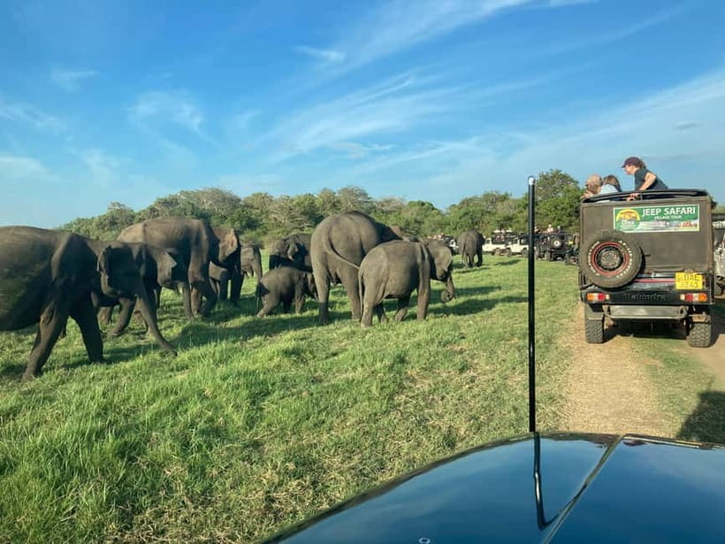 From Sigiriya: Hurulu Eco Park Elephant Jeep Safari - Why Hurulu Can Be a Smart Alternative Near Sigiriya