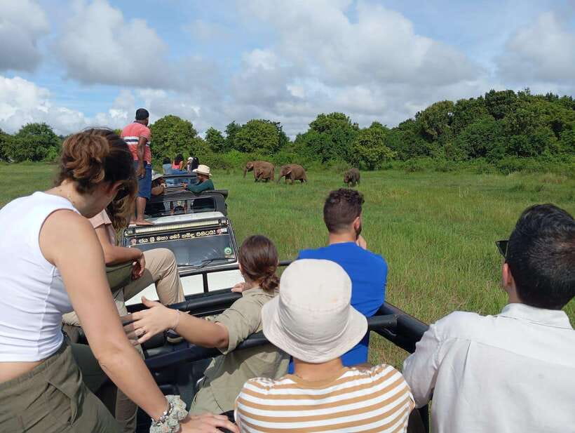 From Sigiriya: Hurulu Eco Park Elephant Jeep Safari - Finding the Wild Elephant Gathering