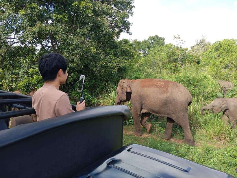 From Sigiriya: Hurulu Eco Park Elephant Jeep Safari - More Than Elephants: Deer, Monkeys, Peacocks, and Birds