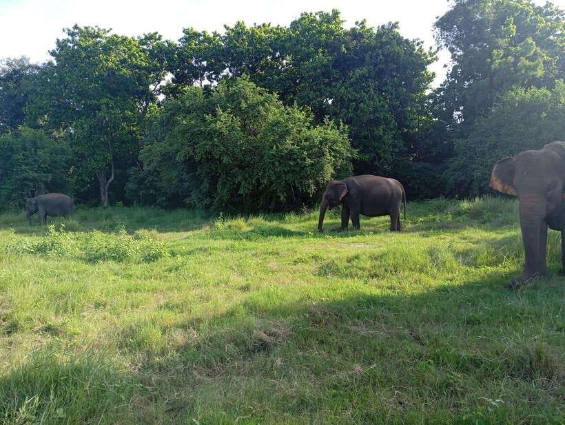 From Sigiriya: Hurulu Eco Park Elephant Jeep Safari - Photo Stops and Open Views