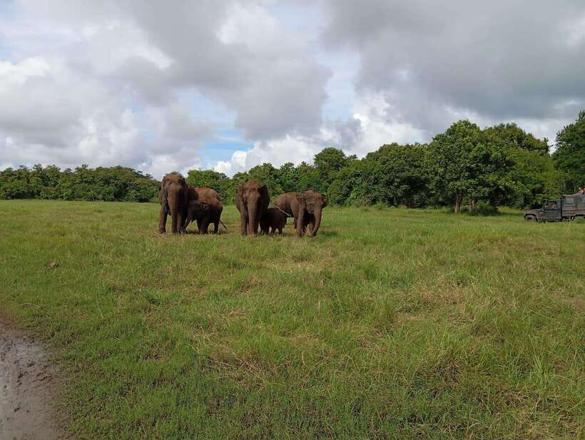 From Sigiriya: Hurulu Eco Park Elephant Jeep Safari - What the $28 Price Really Buys You