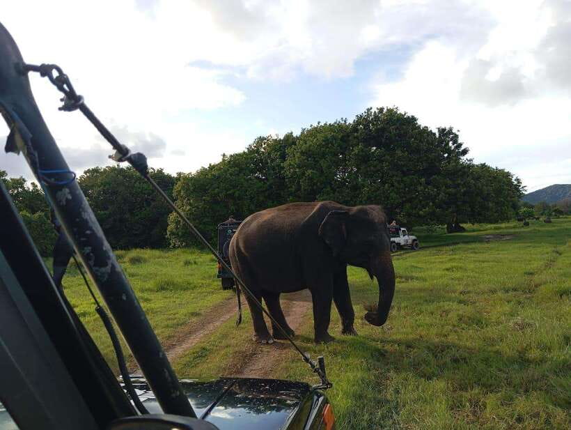 From Sigiriya: Hurulu Eco Park Elephant Jeep Safari - Who Will Enjoy This Safari Most