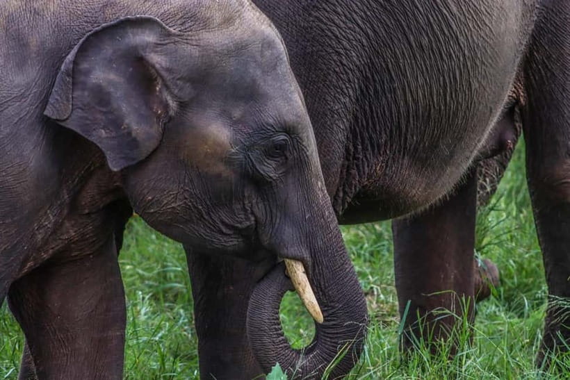 From Sigiriya Hurulu Eco Park ElephantSafari ticket included - Starting near Sigiriya and reaching Hurulu Eco Park