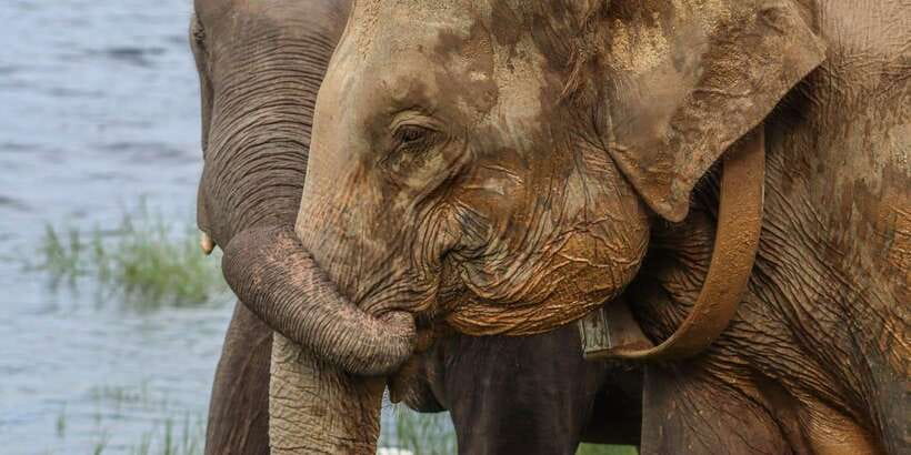 From Sigiriya Hurulu Eco Park ElephantSafari ticket included - Elephant sightings can be close, quiet, and unforgettable