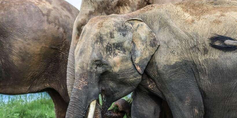 From Sigiriya Hurulu Eco Park ElephantSafari ticket included - Experienced guides make the difference