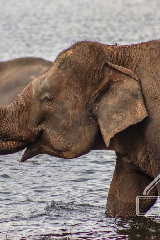 From Sigiriya Hurulu Eco Park ElephantSafari ticket included - The seasonal question: Hurulu or Minneriya?