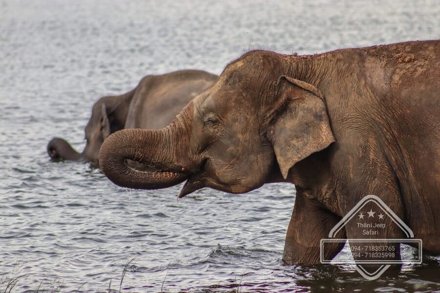From Sigiriya Hurulu Eco Park ElephantSafari ticket included - Who will enjoy this safari most?