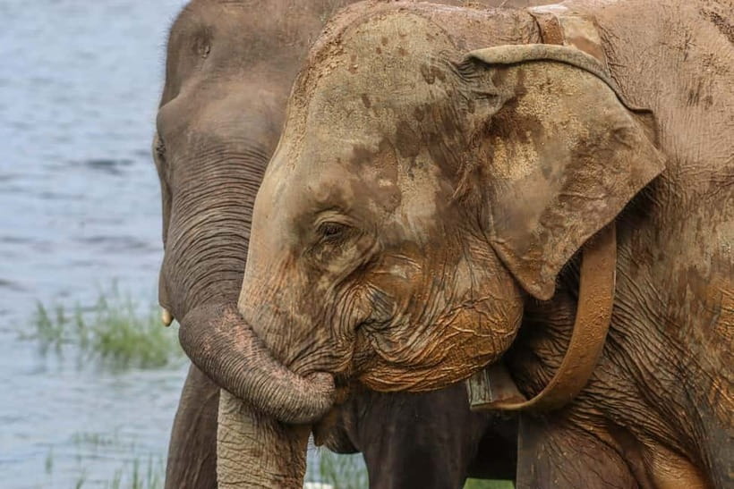 From Sigiriya Hurulu Eco Park ElephantSafari ticket included - Inside the park, the jeep becomes your viewing platform