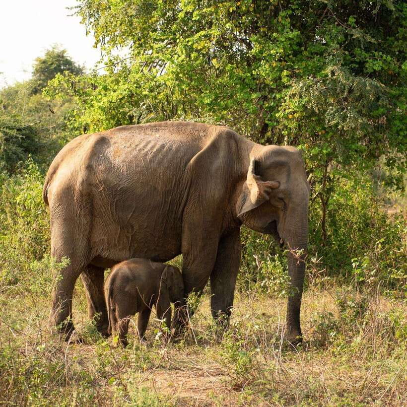 From Sigiriya : Hurulu Eco Park Safari : All Inclusive - Key points at a glance