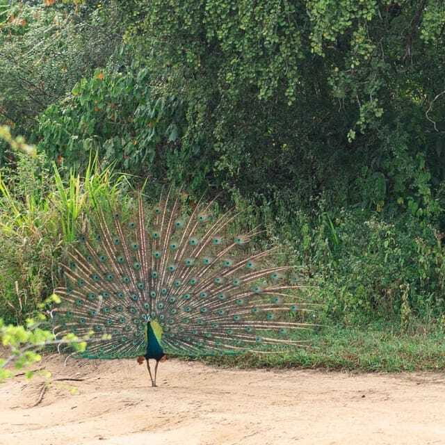 From Sigiriya : Hurulu Eco Park Safari : All Inclusive - My booking verdict