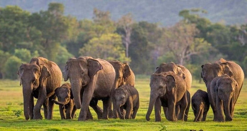 From Sigiriya : Kaudulla National Park Private Jeep Safari - Key points before you book