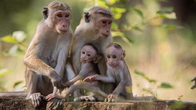 From Sigiriya : Kaudulla National Park Private Jeep Safari - Who will enjoy this safari most?