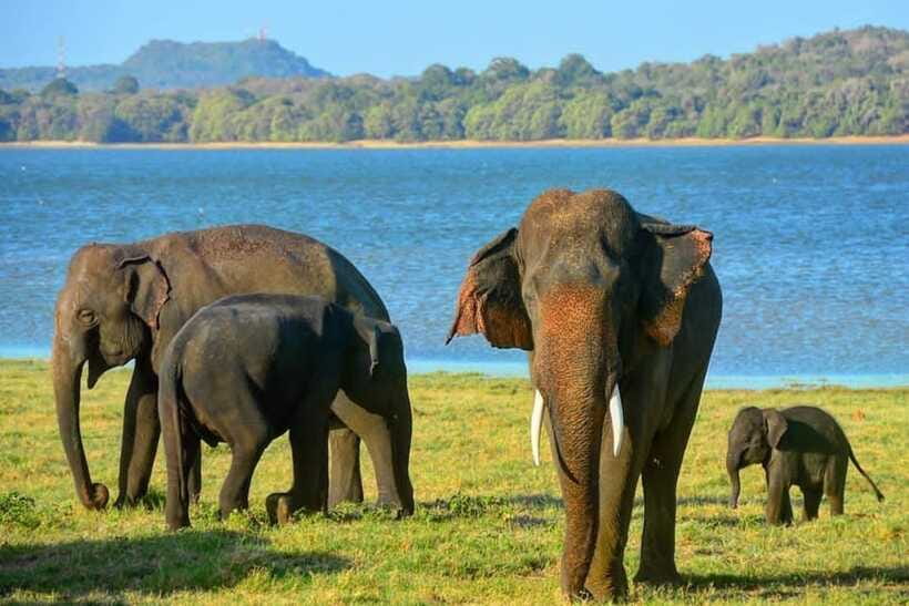 From Sigiriya : Kaudulla National Park Private Jeep Safari - Practical details that affect your day