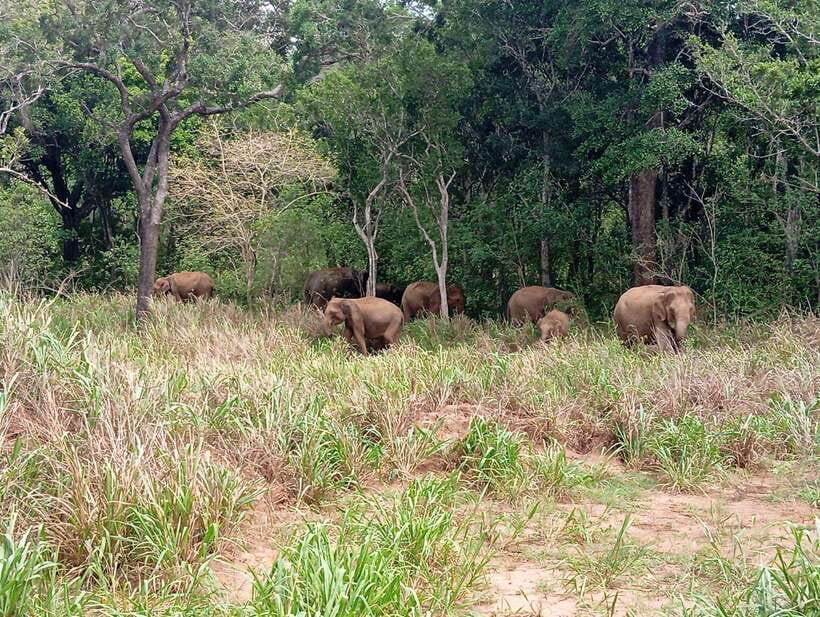 From Sigiriya: Minneriya National Park Half-Day Jeep Safari - Why Minneriya is famous for elephants