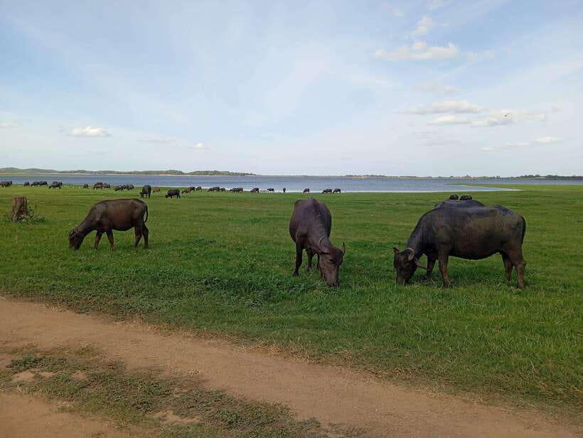 From Sigiriya: Minneriya National Park Half-Day Jeep Safari - More than elephants: deer, buffalo, monkeys, and birds