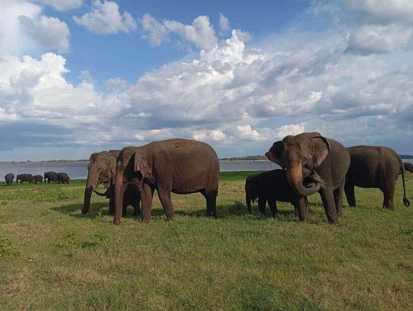 From Sigiriya: Minneriya National Park Half-Day Jeep Safari - The real cost at $36 per person