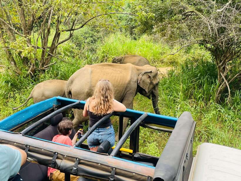 From Sigiriya: Minneriya National Park Private Jeep Safari - Three possible parks, not three guaranteed visits