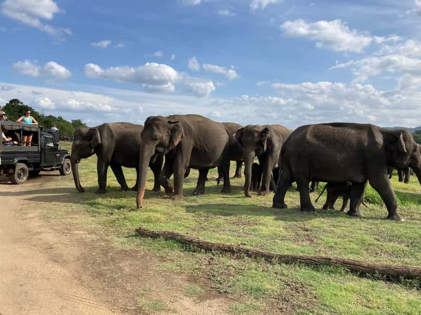 From Sigiriya: Minneriya National Park Private Jeep Safari - How the four hours usually feel