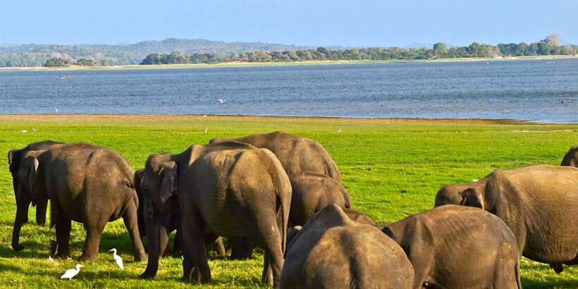 From Tangalle/Hiriketiya: Ella Transfer & Udawalawe Safari - The ride onward to Ella