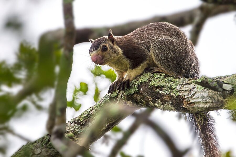 From Tangalle/Hiriketiya: Shuttle to Ella with Yala Safari - Who Should Choose This Experience