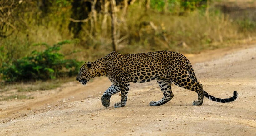 From Tangalle / Hiriketiya - Yala Safari - Drop-off : Ella - Four hours among Yala’s animals