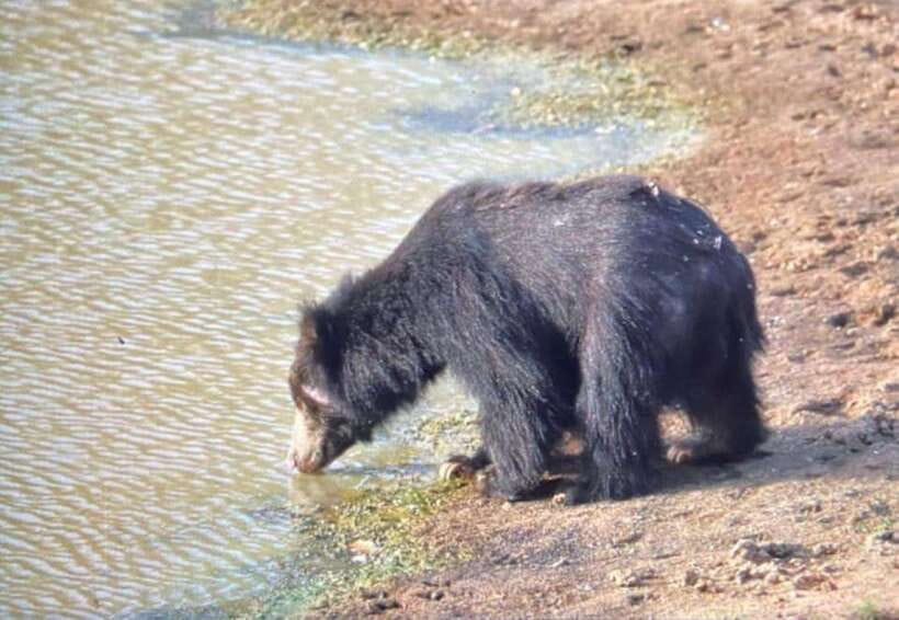 From Tangalle / Hiriketiya : Yala Safari tour & Drop - Ella - What this Yala to Ella trip is really offering