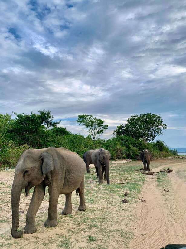 From Tangalle / Hiriketiya : Yala Safari tour & Drop - Ella - The two-hour road transfer before Yala