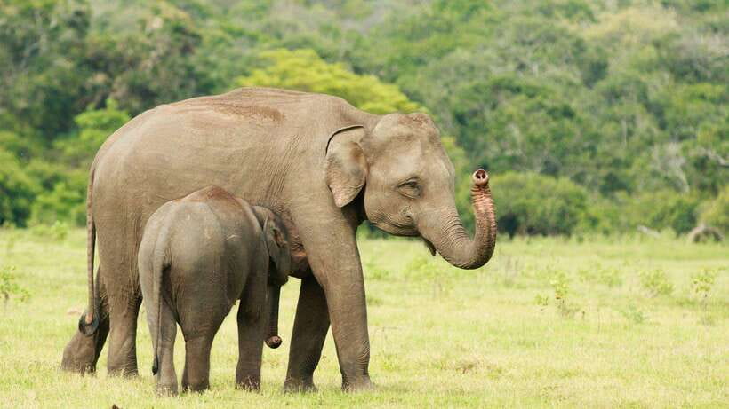 From Tangalle / Hiriketiya : Yala Safari tour & Drop - Ella - Four hours inside Yala National Park