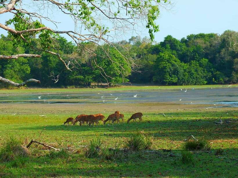 From Tangalle / Hiriketiya : Yala Safari tour & Drop - Ella - Why the Yala block matters