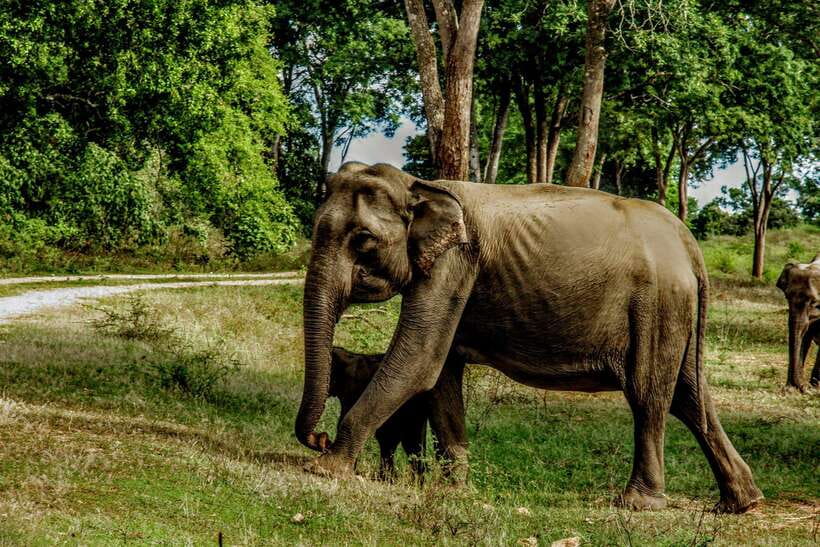 From Tangalle / Hiriketiya : Yala Safari tour & Drop - Ella - The driver, guide, and safari style