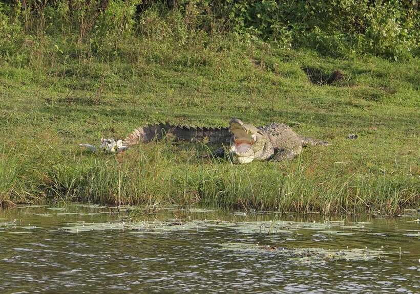 From Tangalle / Hiriketiya : Yala Safari tour & Drop - Ella - Starting from Tangalle or Hiriketiya
