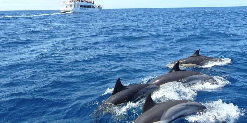 From Tangalle: Mirissa Whale Watching Tour with Breakfast - Key points before you book