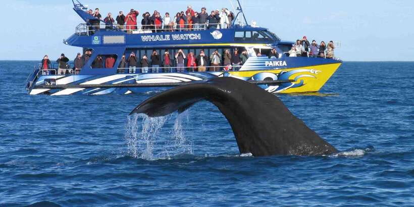 From Tangalle: Mirissa Whale Watching Tour with Breakfast - Watching blue whales and other sea life