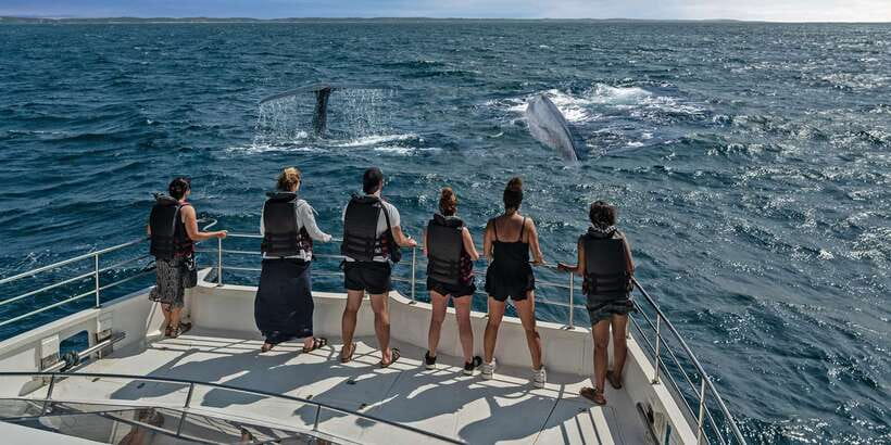 From Tangalle: Mirissa Whale Watching Tour with Breakfast - How the GPS system affects the search