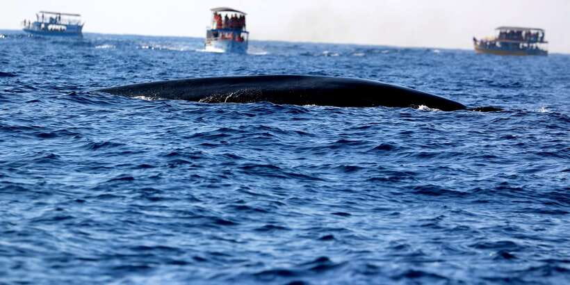From Tangalle: Mirissa Whale Watching Tour with Breakfast - Is $153 fair for this whale cruise?