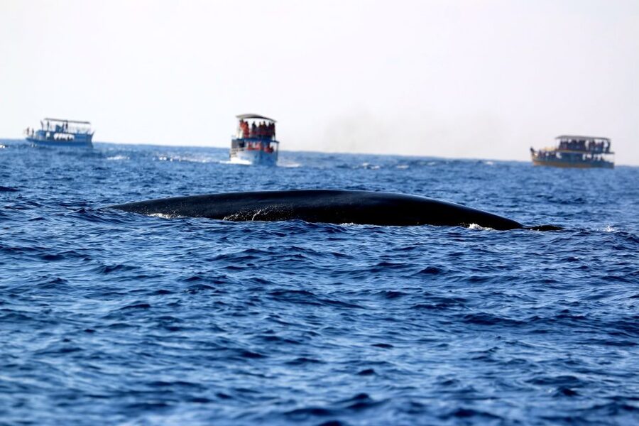 From Tangalle: Mirissa Whale Watching Tour with Breakfast - Should you book the Mirissa whale tour?