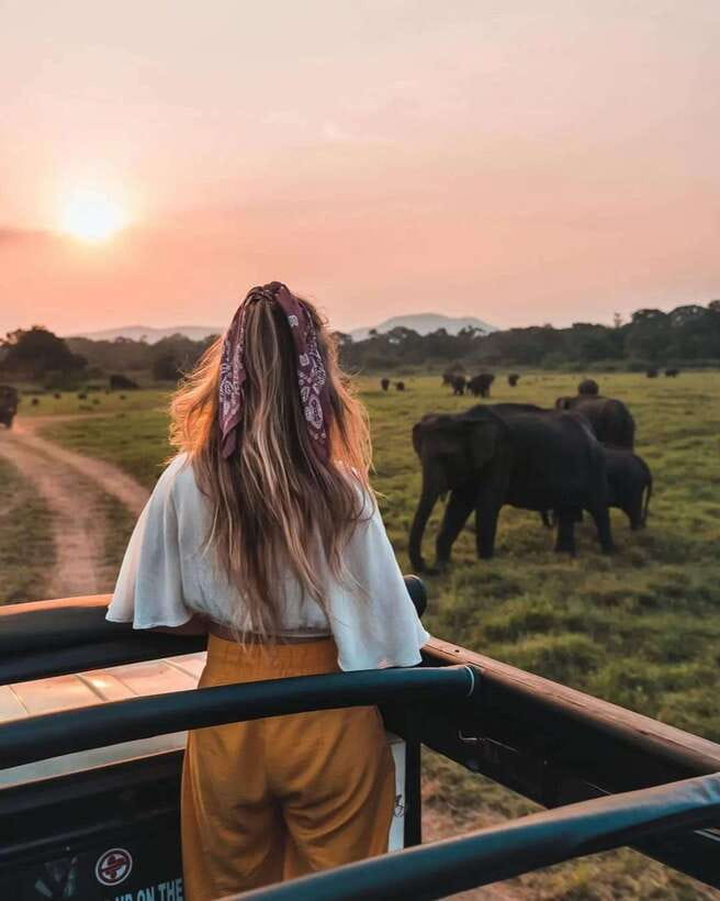 From Trincomalee : Minneriya / Kaudulla Elephant Safari - The elephant season: July to October and beyond