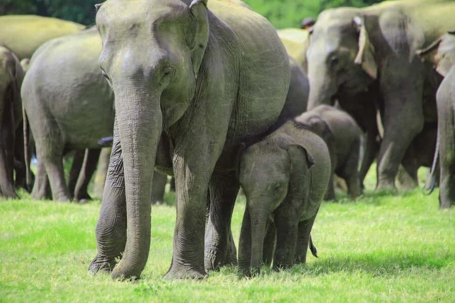 From Trincomalee: Minneriya National Park 4X4 Jeep Safari - Key points to know before booking