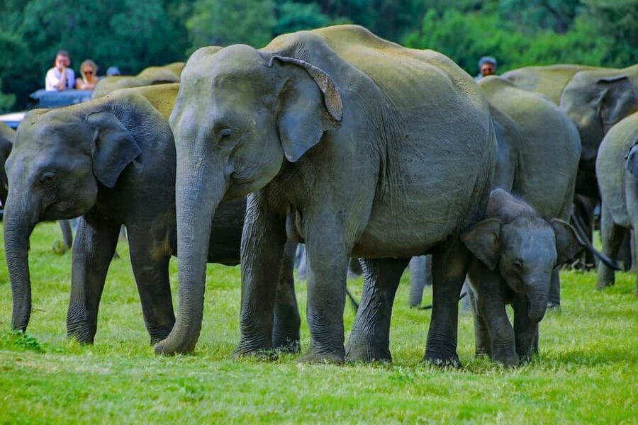 From Trincomalee: Minneriya National Park 4X4 Jeep Safari - Why Minneriya is worth the long ride