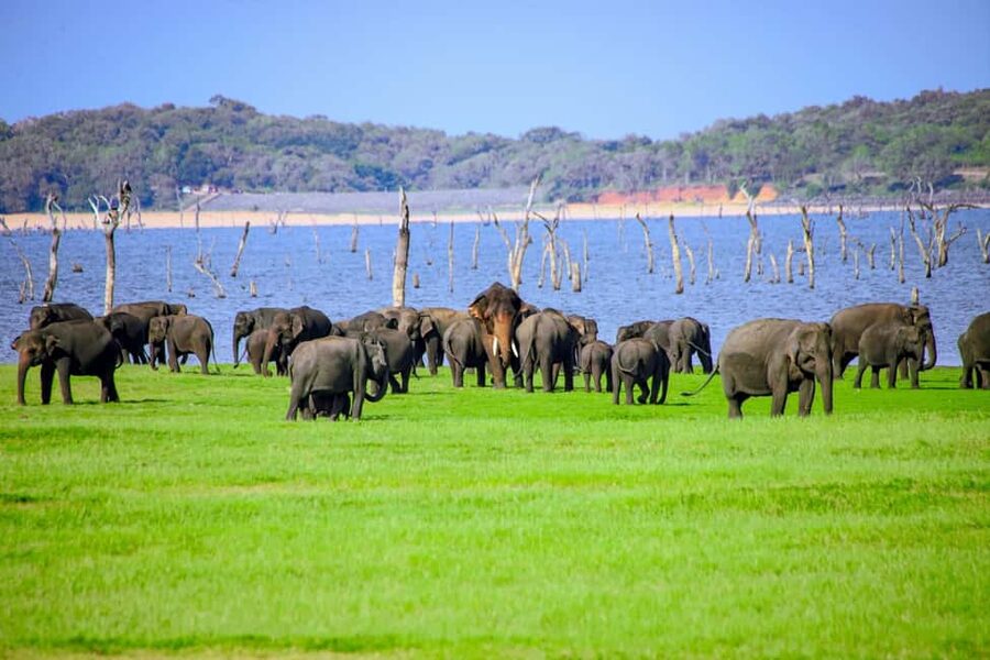 From Trincomalee: Minneriya National Park 4X4 Jeep Safari - The three-hour game drive inside Minneriya